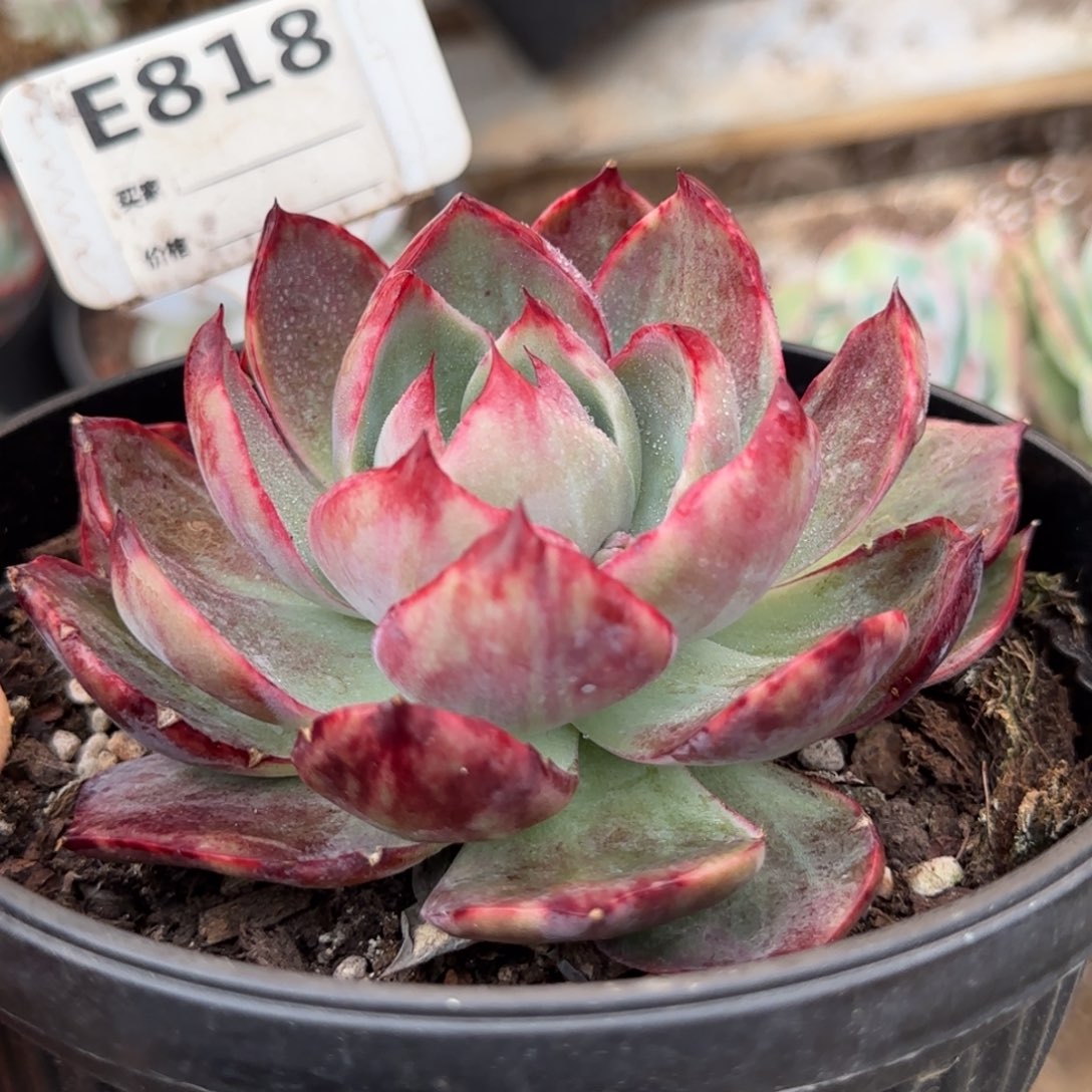 惊鸿一物一拍包装收缩花旱818