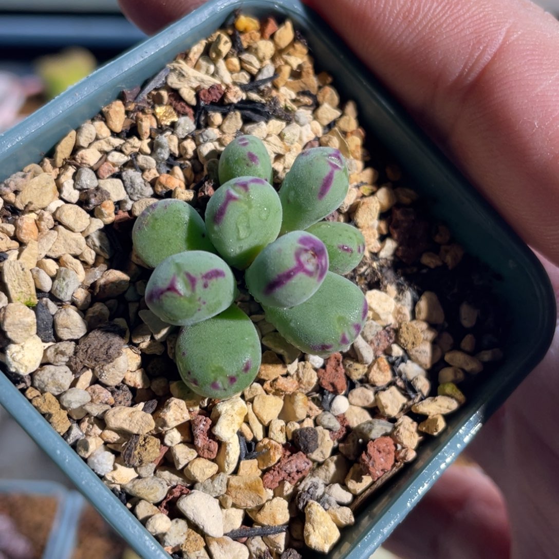 沙文力压小熊猫植物一物一拍