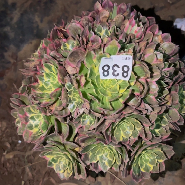 838粉海王多肉植物