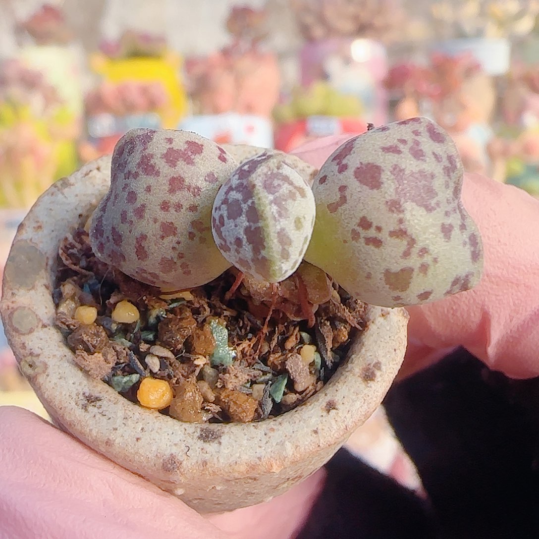 L 猫耳海豹 盆口2.5cm