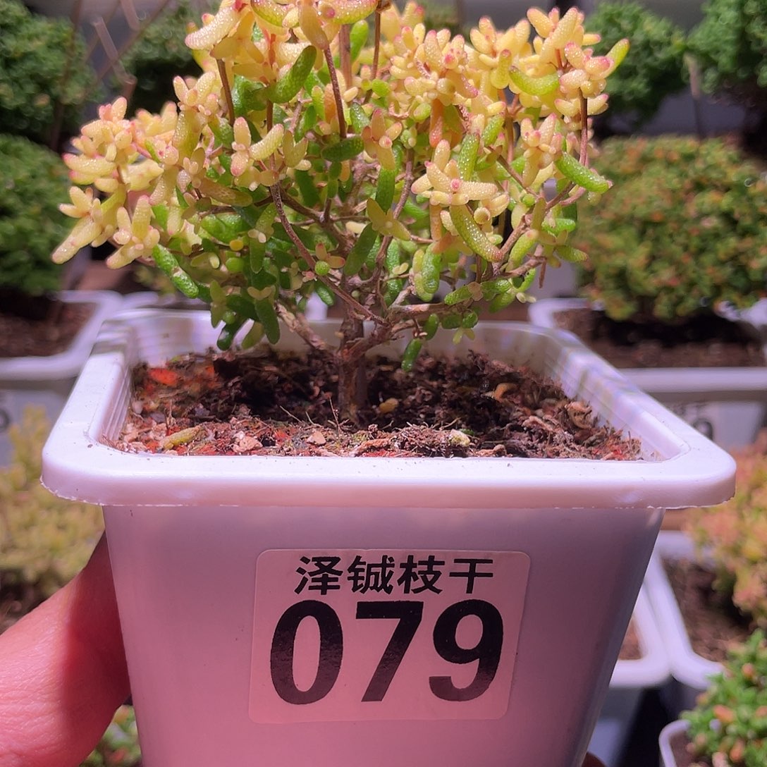 079枝干番杏飞机猪