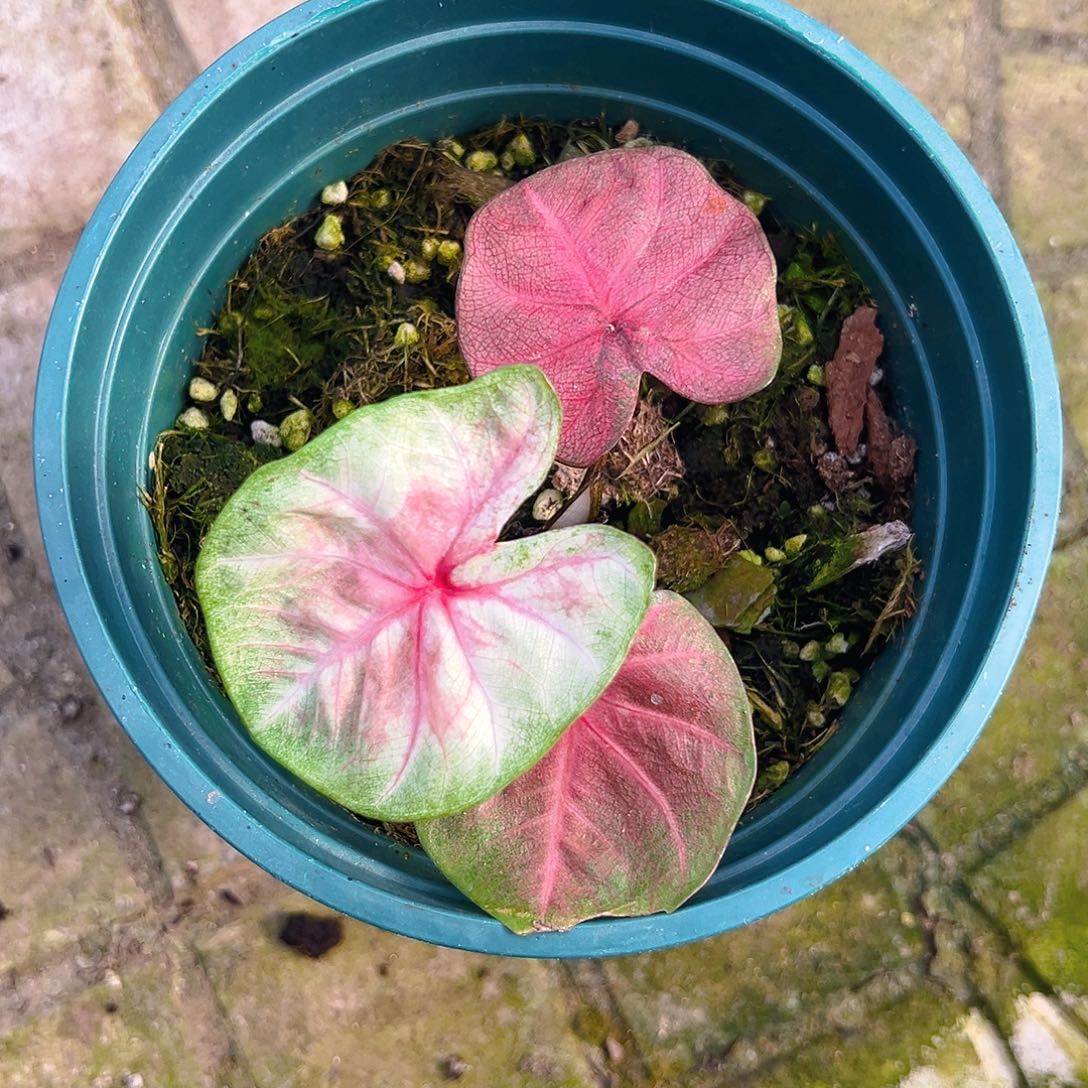 抹***茶完全开放一物一拍632