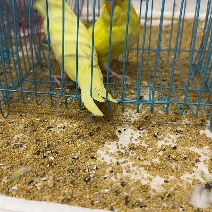虎皮鹦鹉大头在线