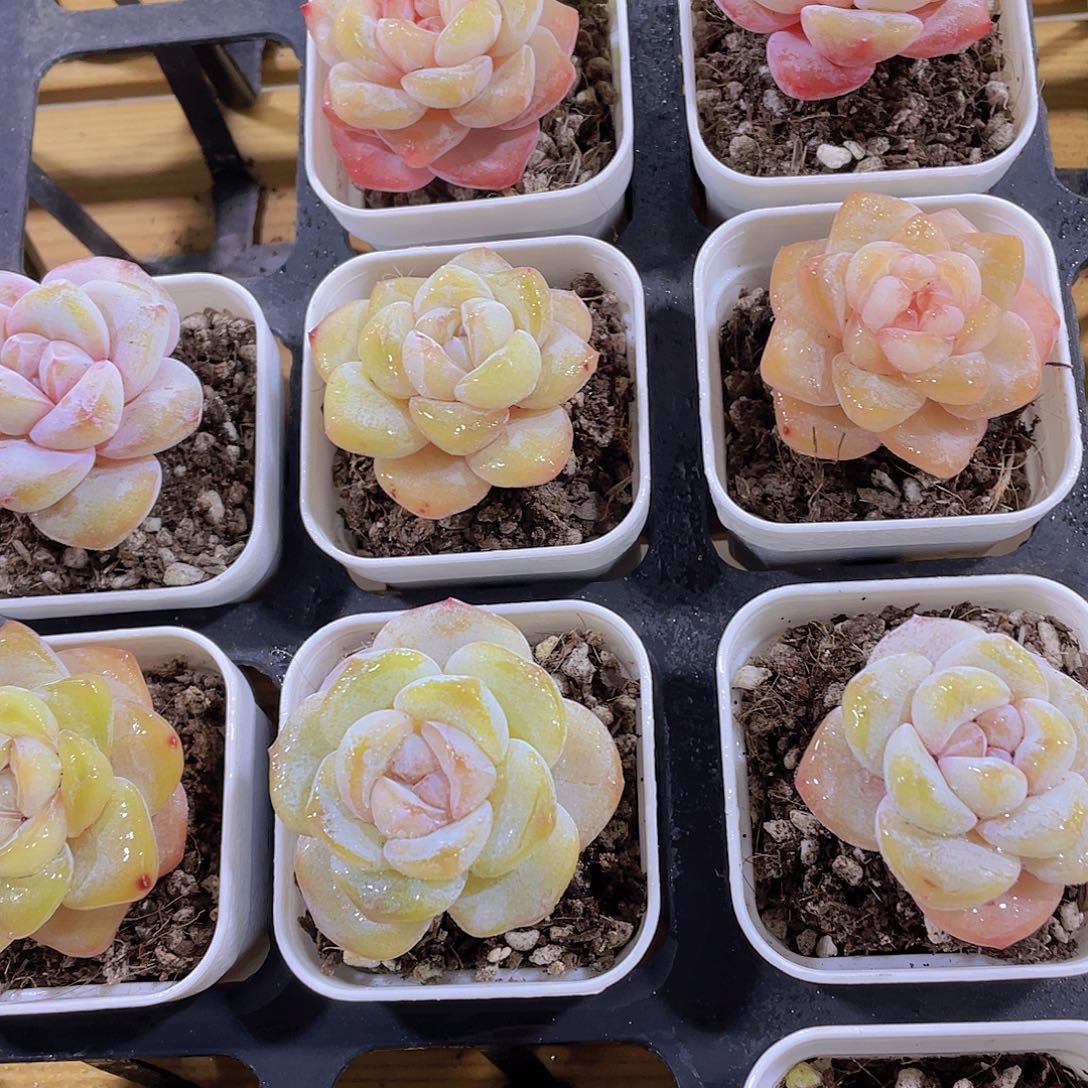 629号 全状态天花板小白兔单头一个