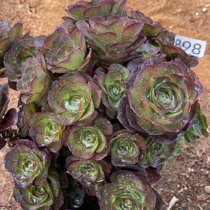 898多肉植物魅金玫瑰有砍