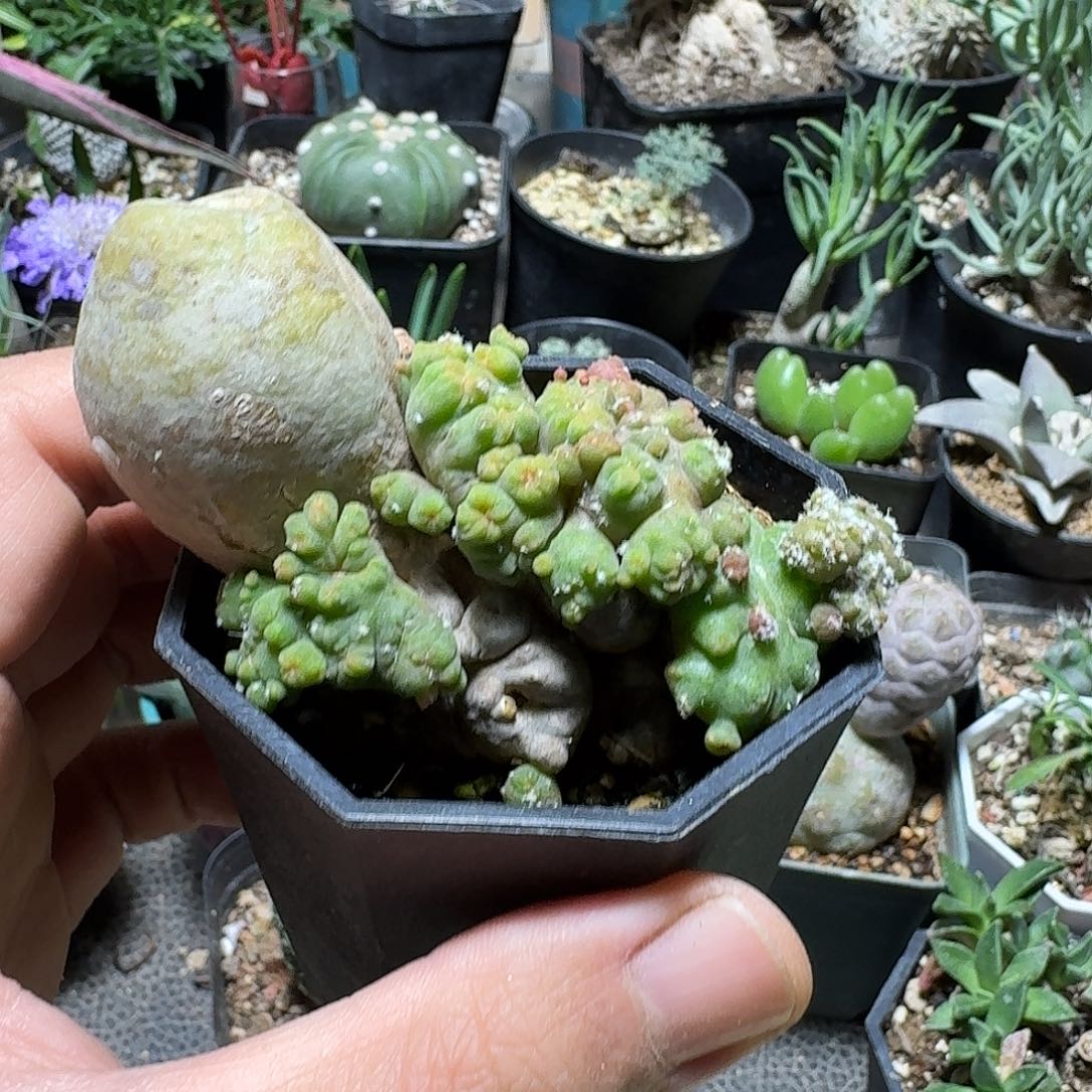 603程程柱石化缀化带盆发货