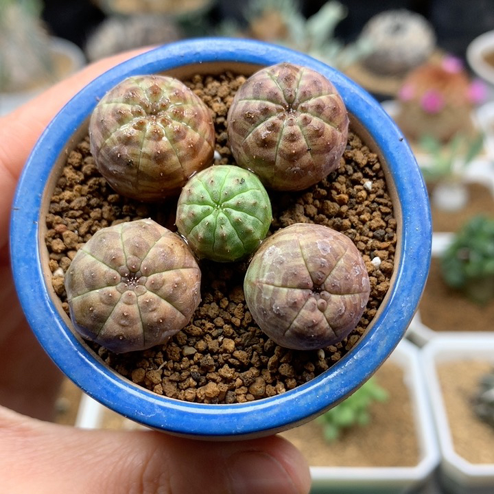 实生小欧系布纹球脱土