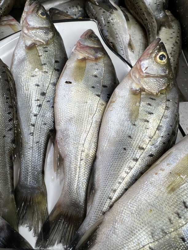 大连本地野生鲈鱼 两条一斤 4斤 顺丰包邮