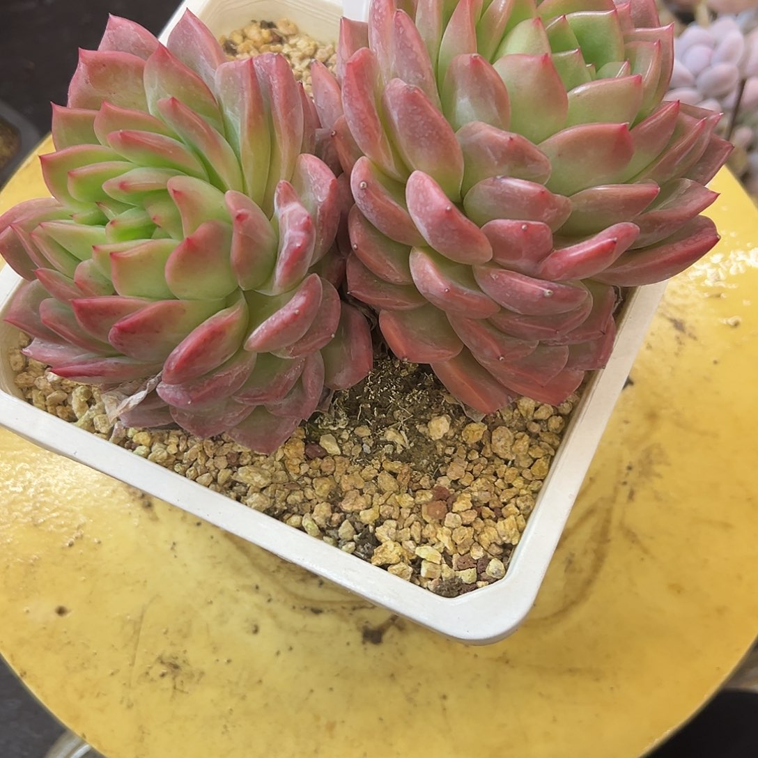102七彩橙。         