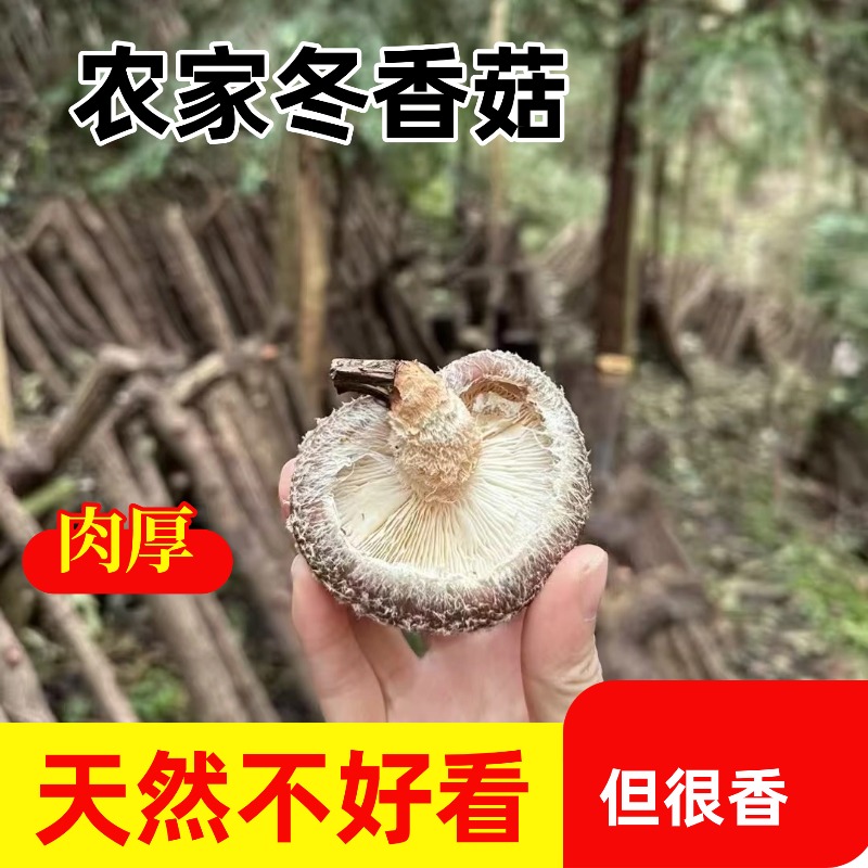 短脚香菇无根香菇干货农家特产肉厚小蘑菇新货可商用冬菇家用香菇