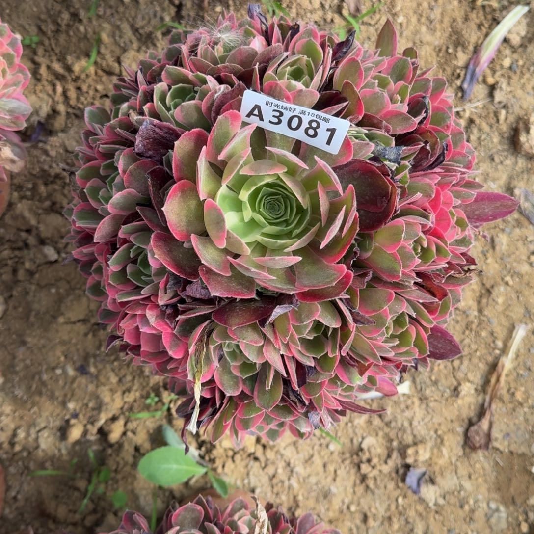 3081妖月多肉植物