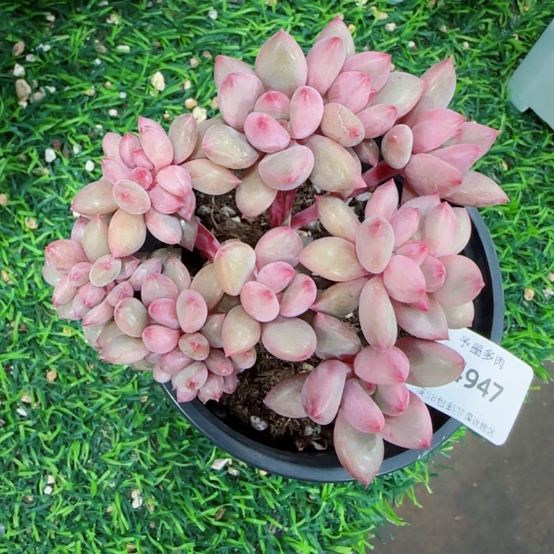 桃花源缀化，4947多肉植物