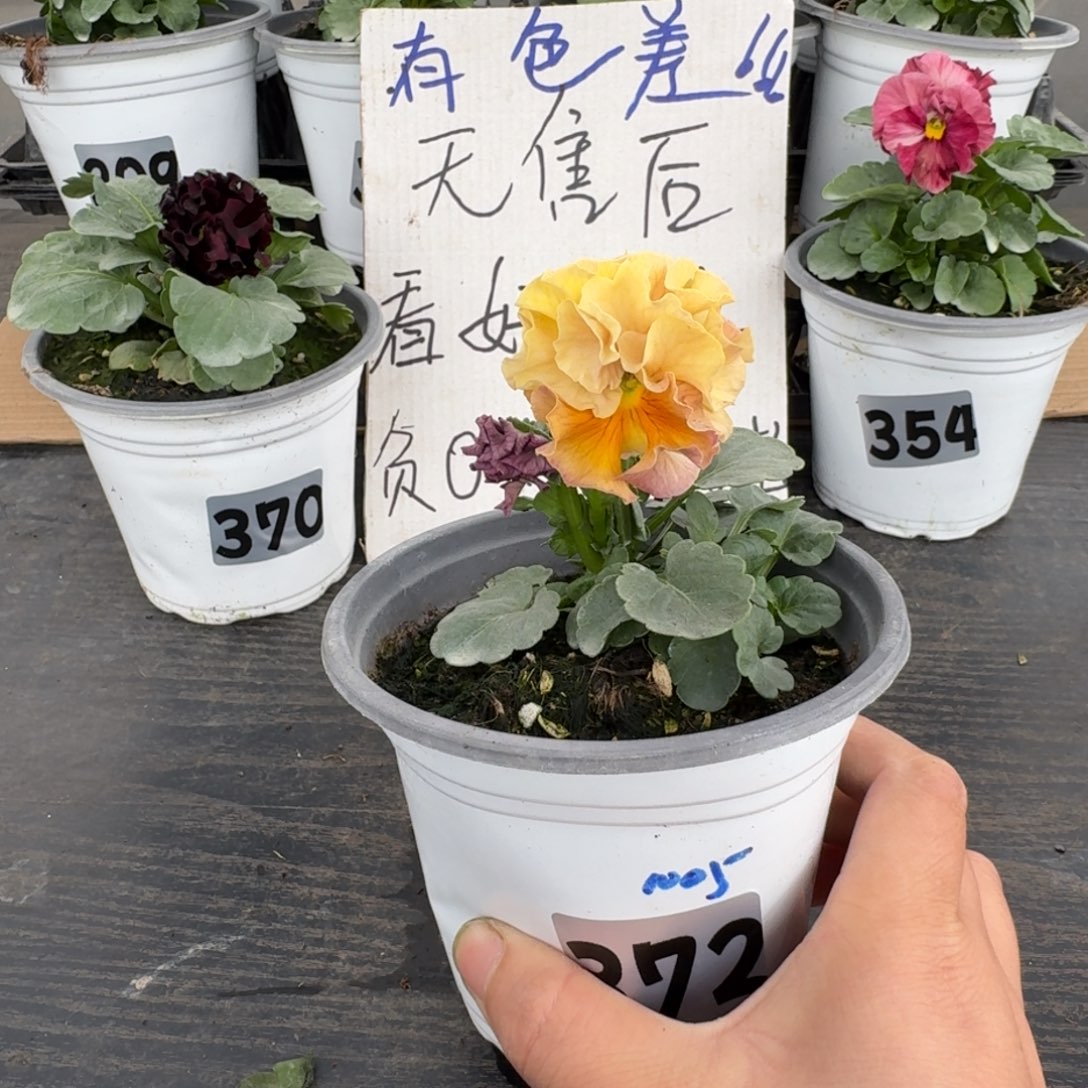 全部花朵372号1005