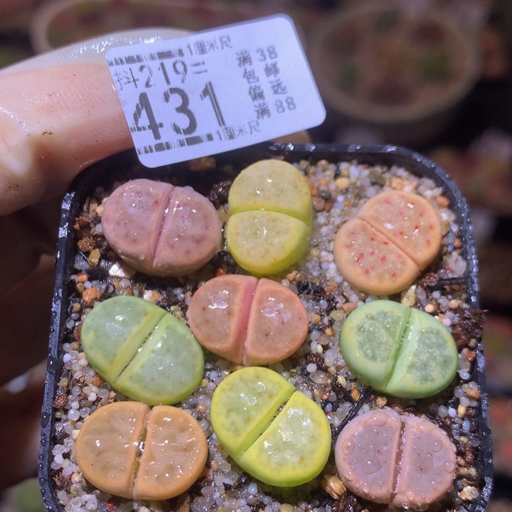 精品生石花219.431