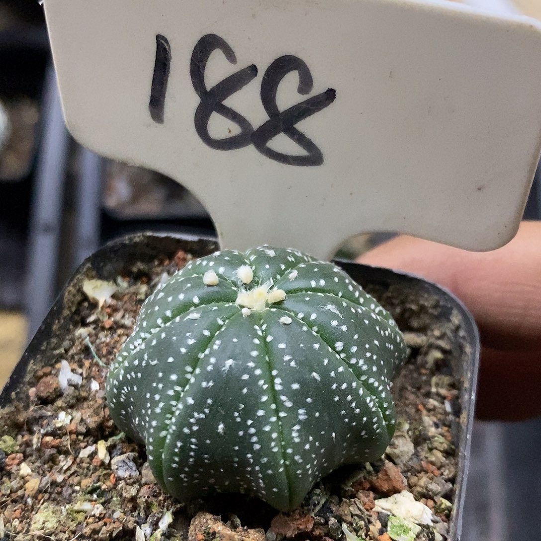 188小海星福利特价来了