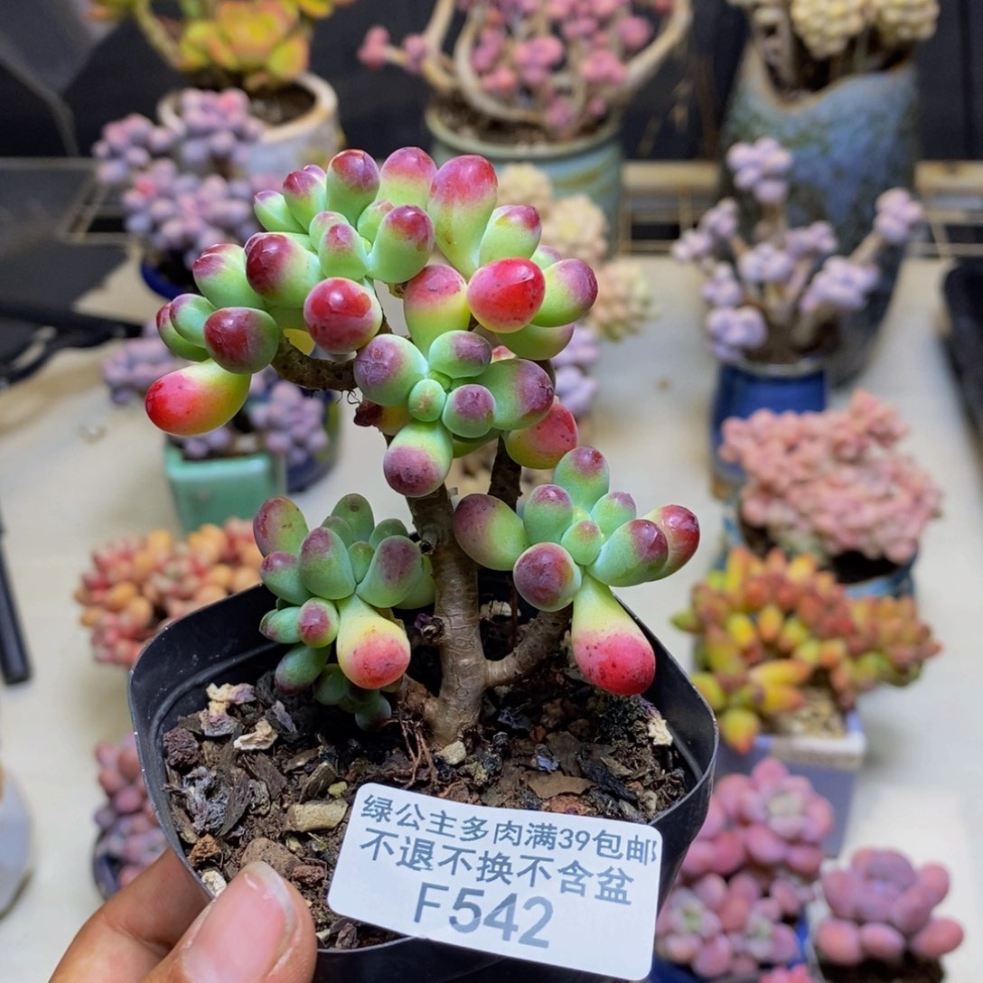 542乙女心多肉7cm