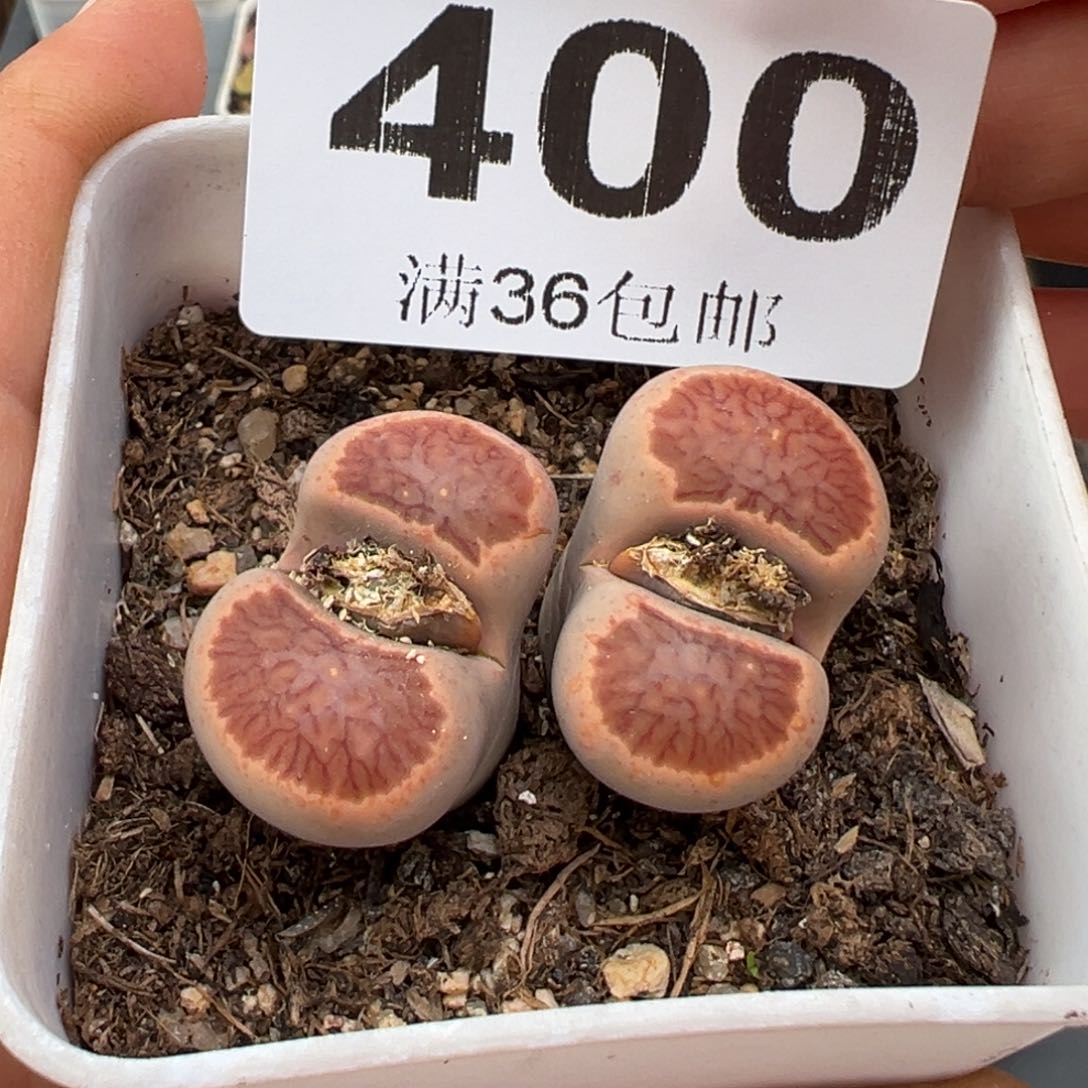 1.17好看的多肉400