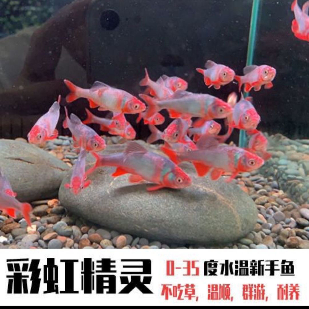 原生溪流缸冷水观赏鱼卢伦真小鳢彩虹精灵孔雀绿淡水观赏群游鱼