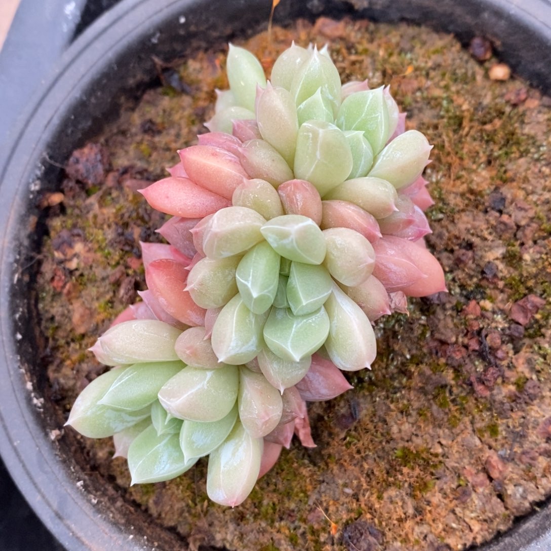 精品多肉一物一拍不包整7