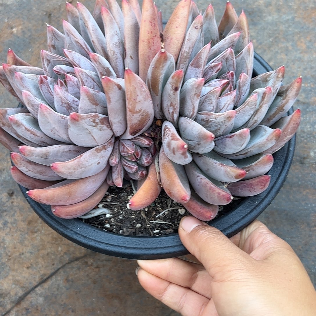 圣徒老桩，一物一拍