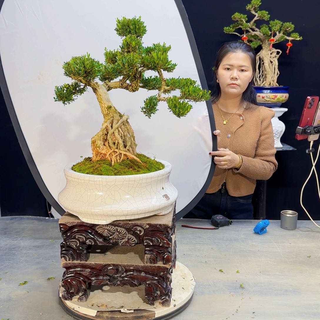 高端盆景艺术作品