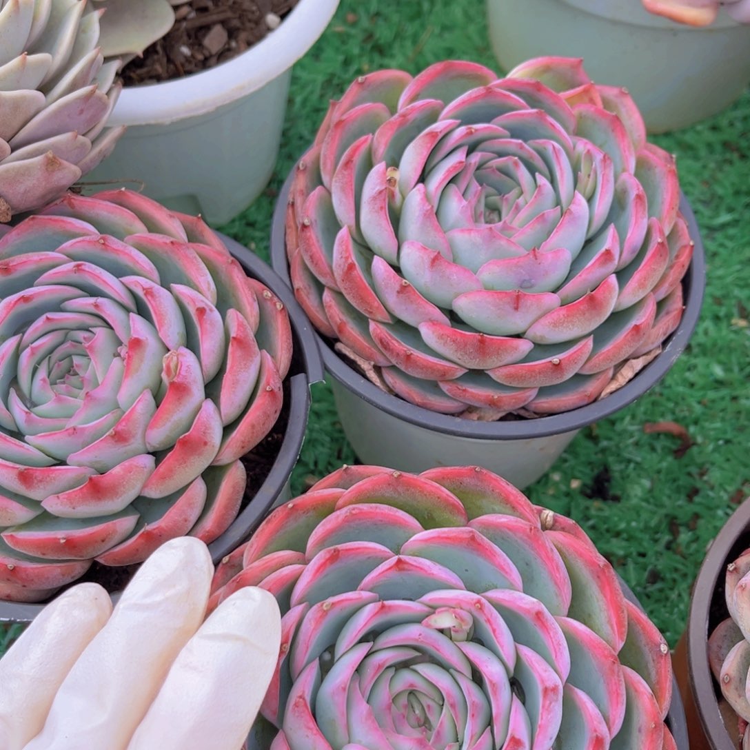 侧影1颗多肉植物