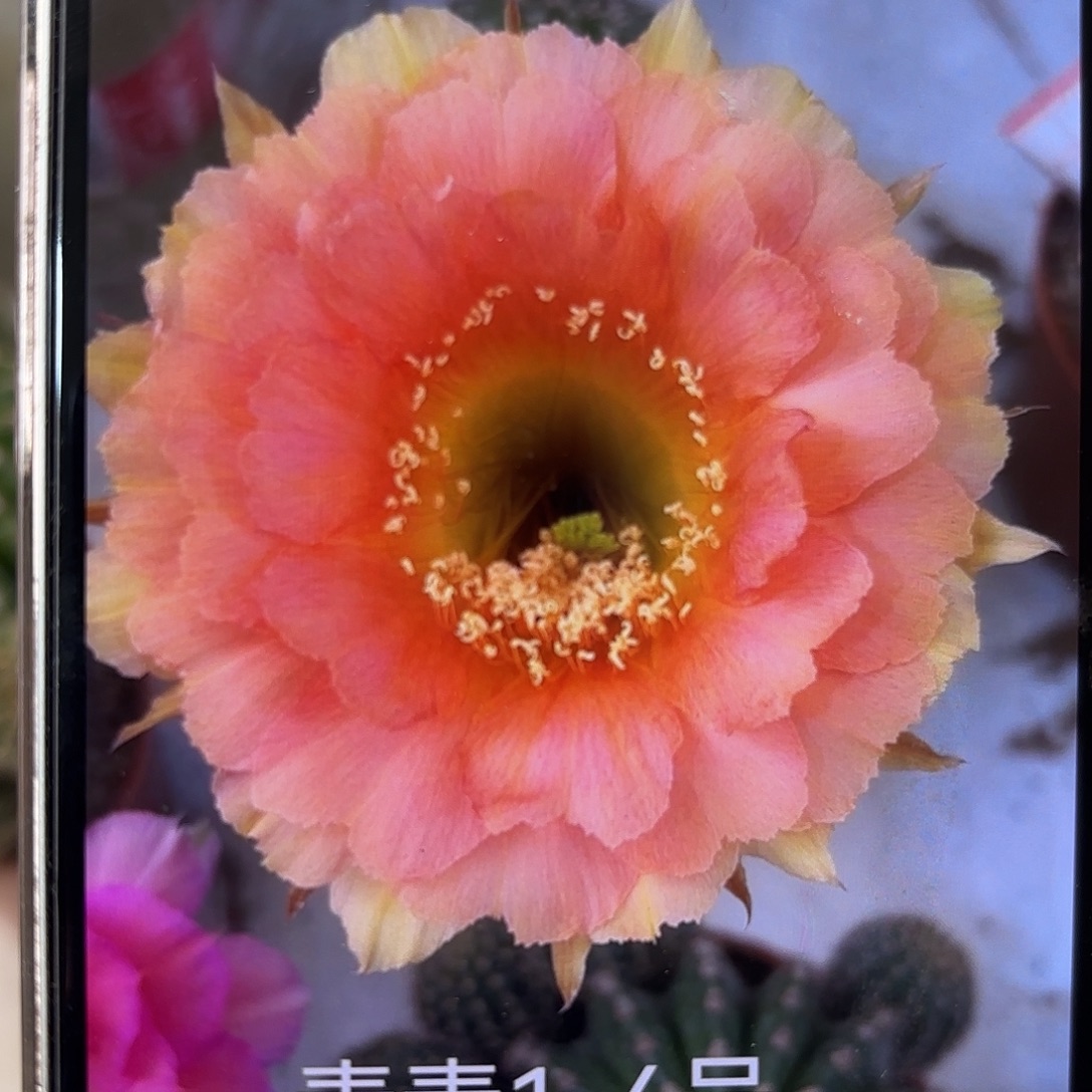 彩草1-6号连崽一起10公分左右