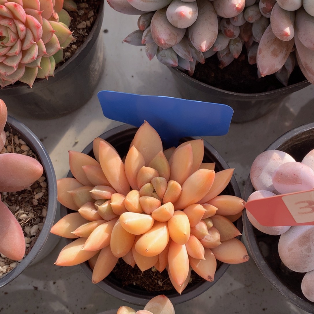 多日子黑素72727272773