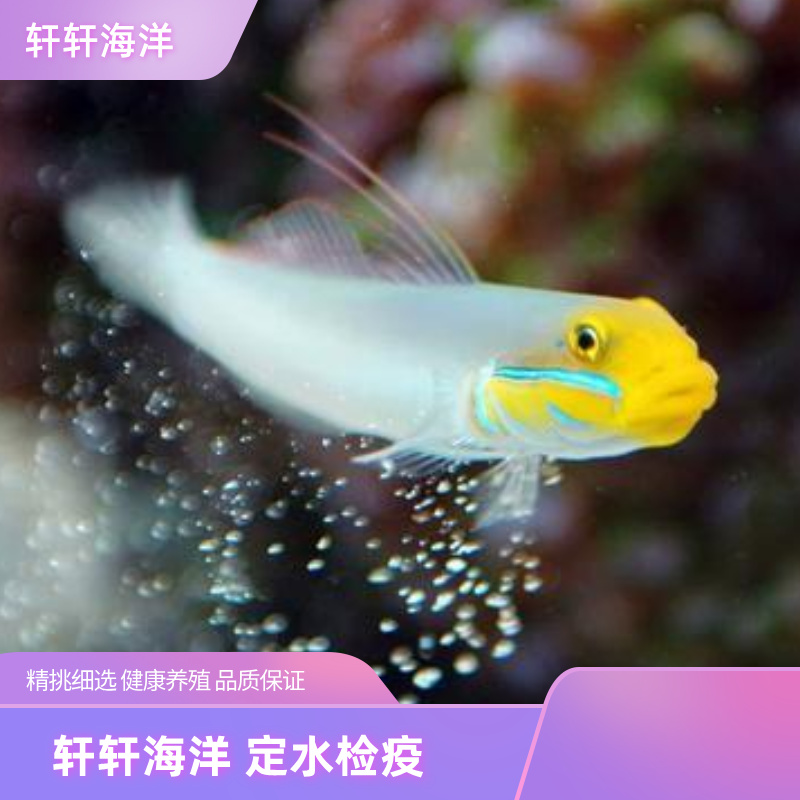 金头吓唬翻砂吓唬请仔细阅读链接详情页里的报损规则下单表示认可