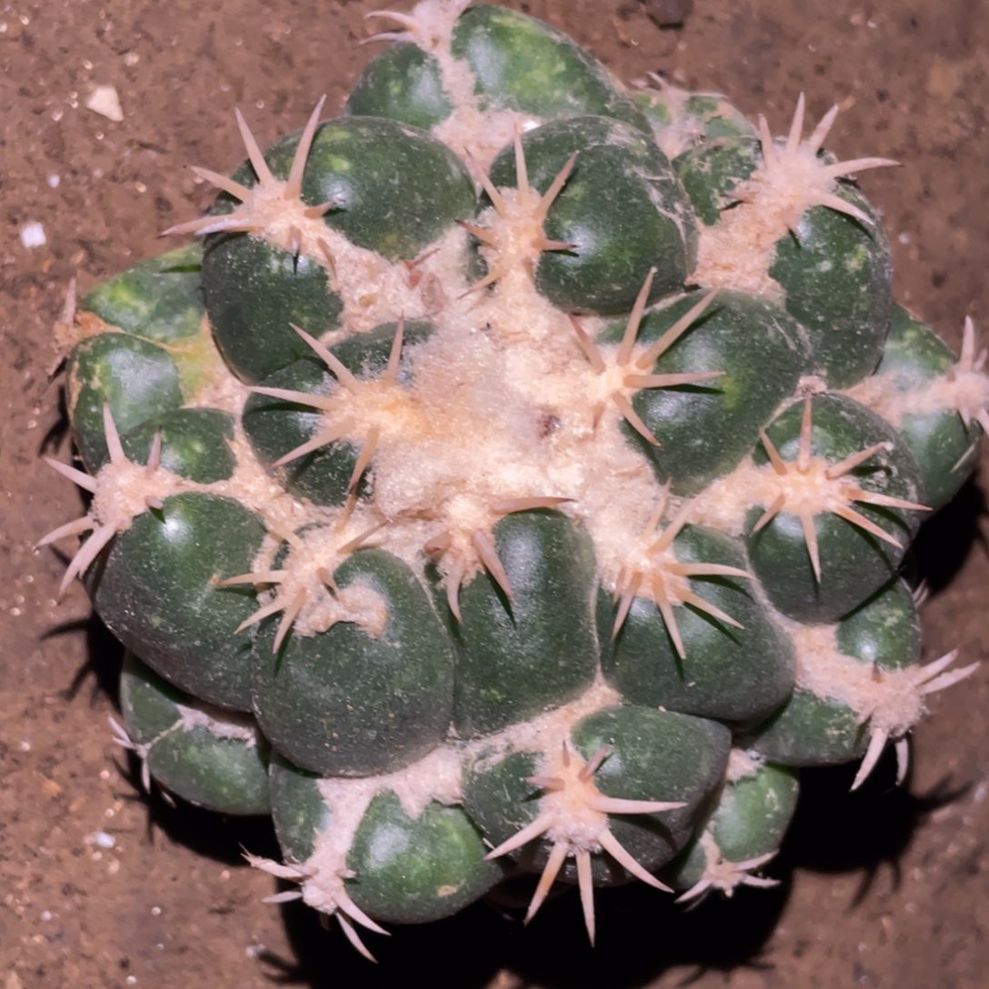 无花朵无根 安宅天丝象牙丸