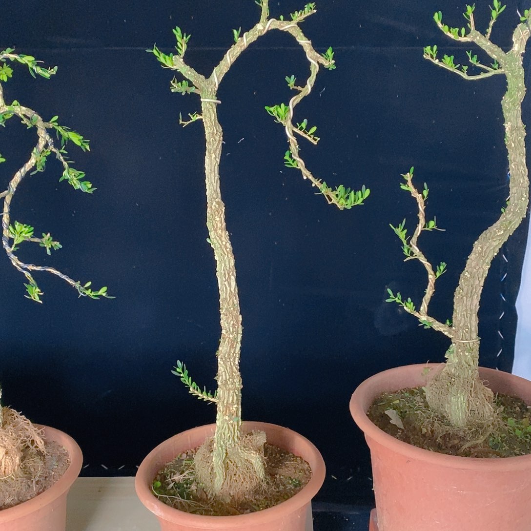 黄杨盆景土球发货