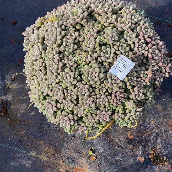 芬***芬       丸叶姬秋丽多肉22037