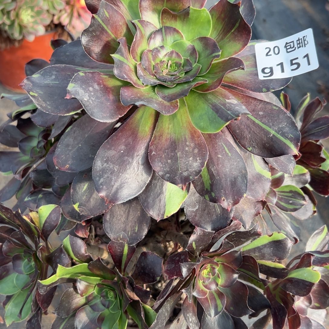 151花斑鹿，满20包邮嘟叮熊