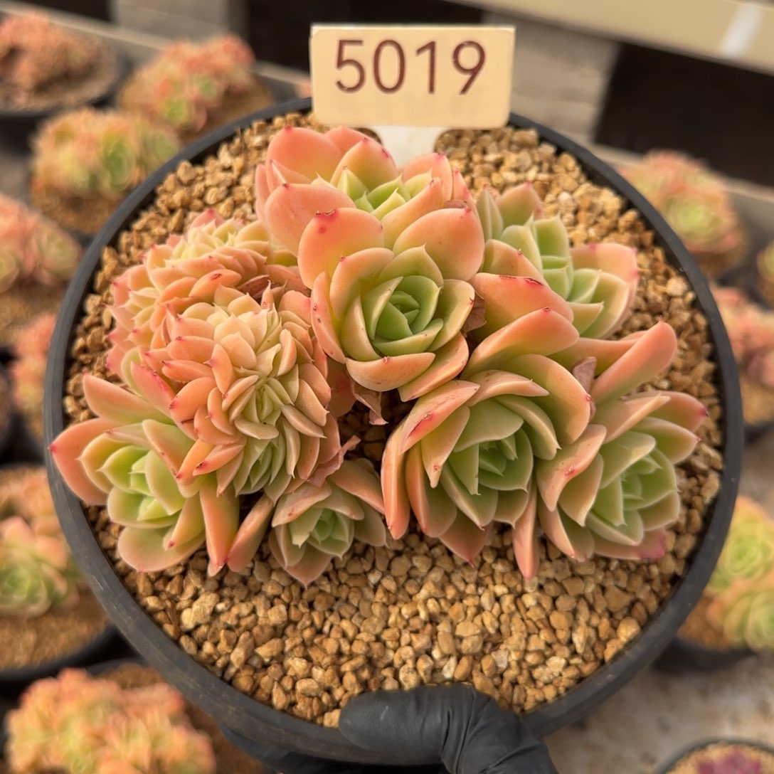 5019。    星娜塔缀肉