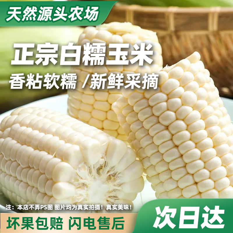 【新鲜白糯玉米】香粘软糯新鲜采摘软糯无渣南汇基地发货顺丰包邮3.2斤~5.5斤