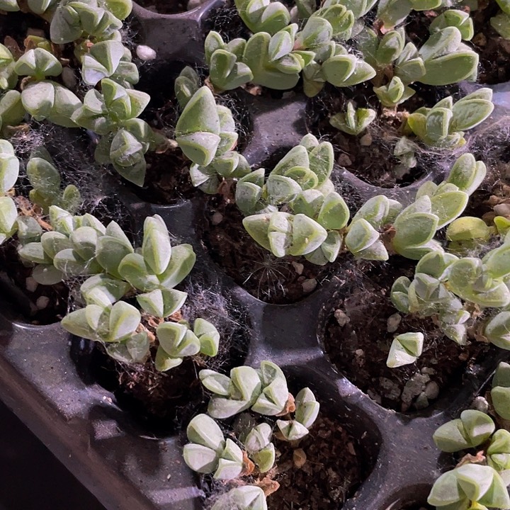 3颗一组小碧玉莲3颗