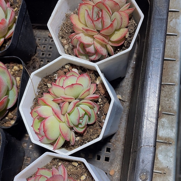 三头牡丹亭带盆土发