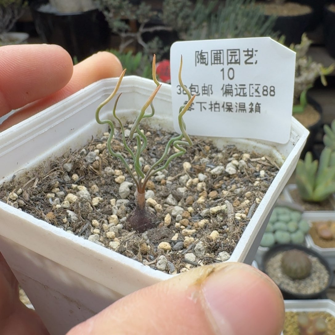 10号方便面弹簧草多肉。       