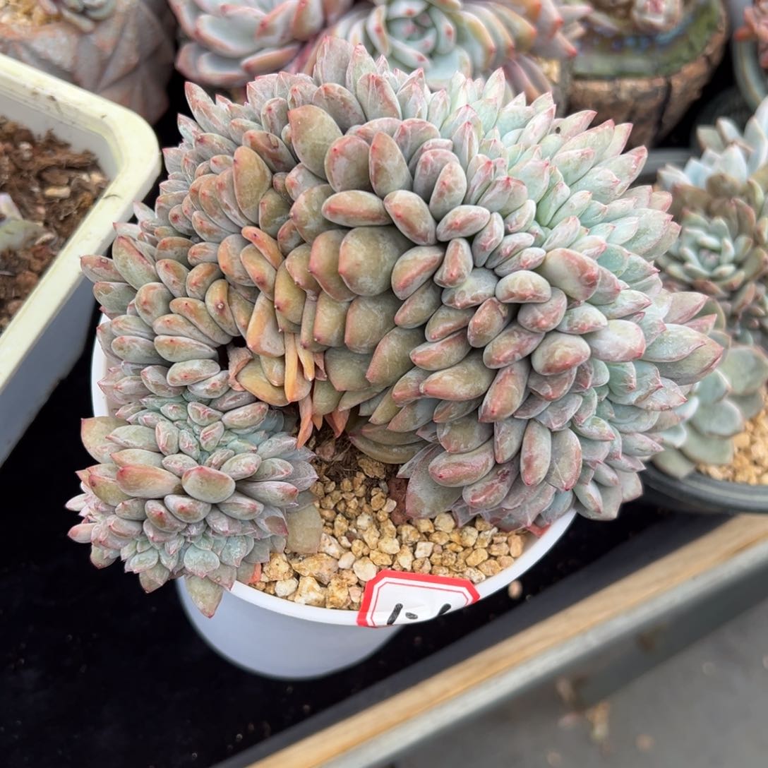 ?****y新年快乐 新年快乐