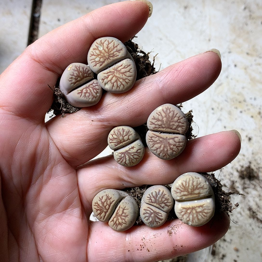 肖*D337多肉植物保护