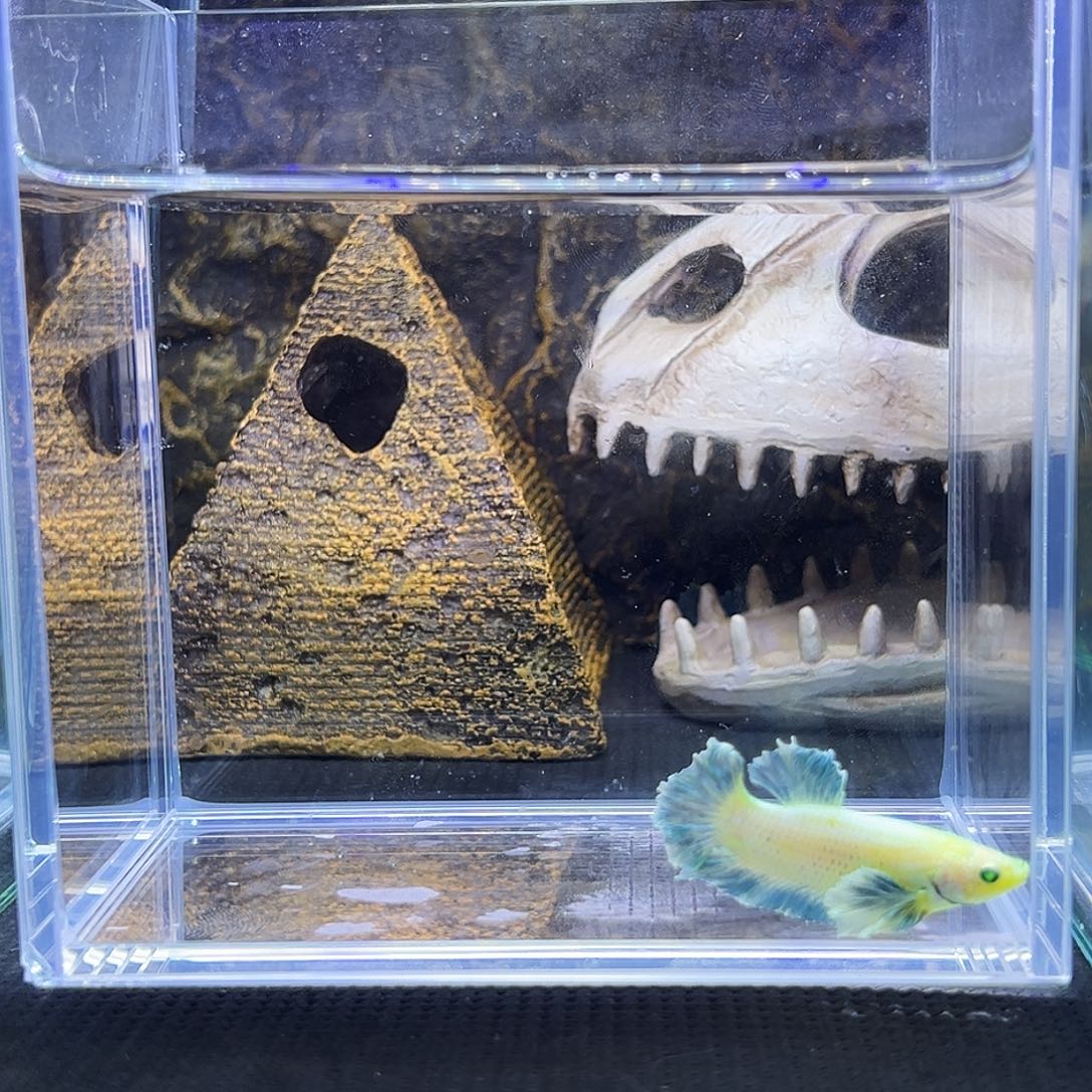 斗鱼精品精品精品精品精品