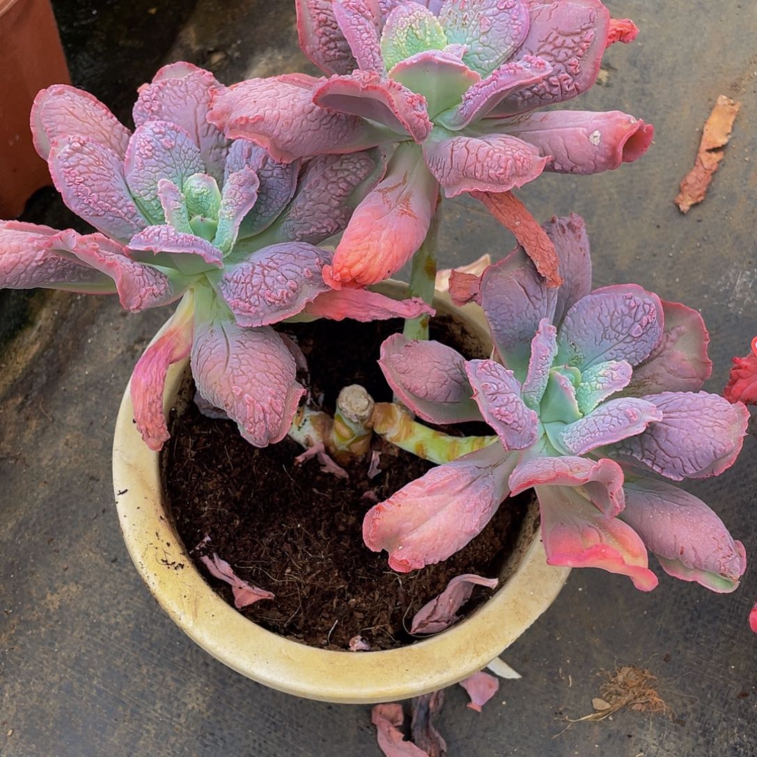 男爵多肉植物群中4394