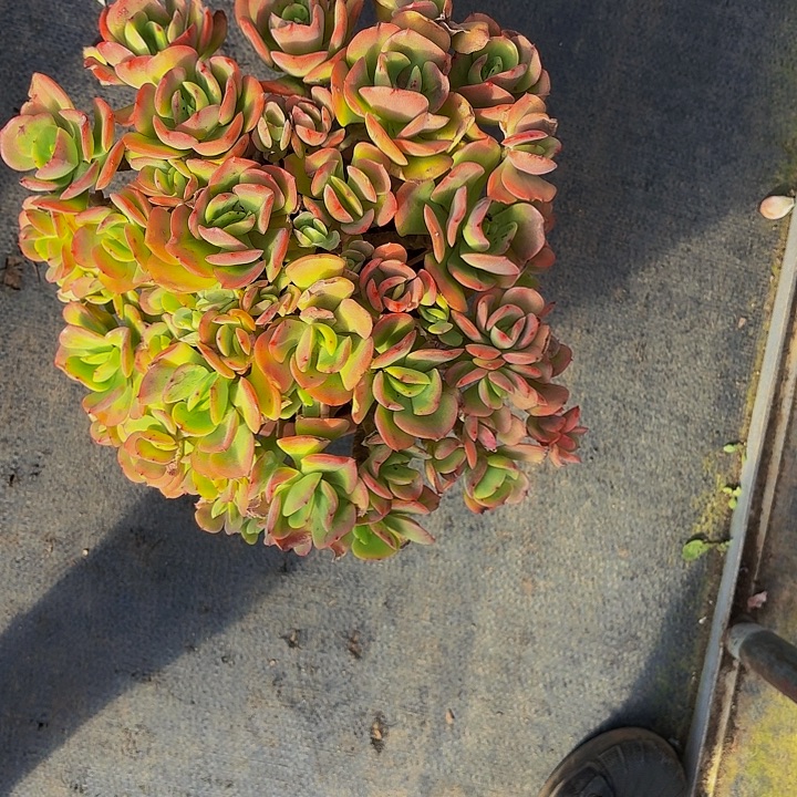 木***贝丽娟花卉火焰玫瑰多头