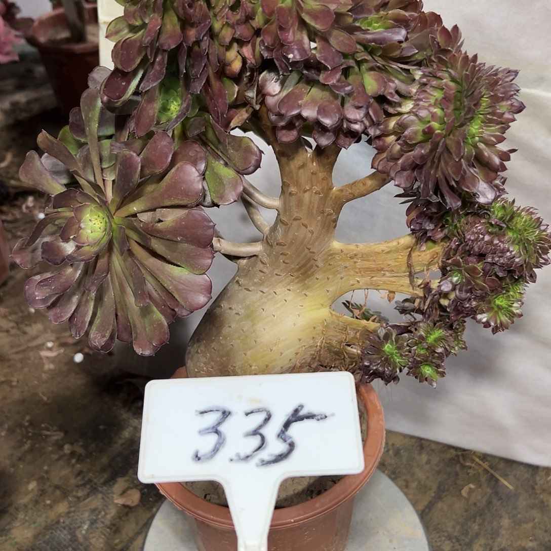 多肉植物铜壶一体化335