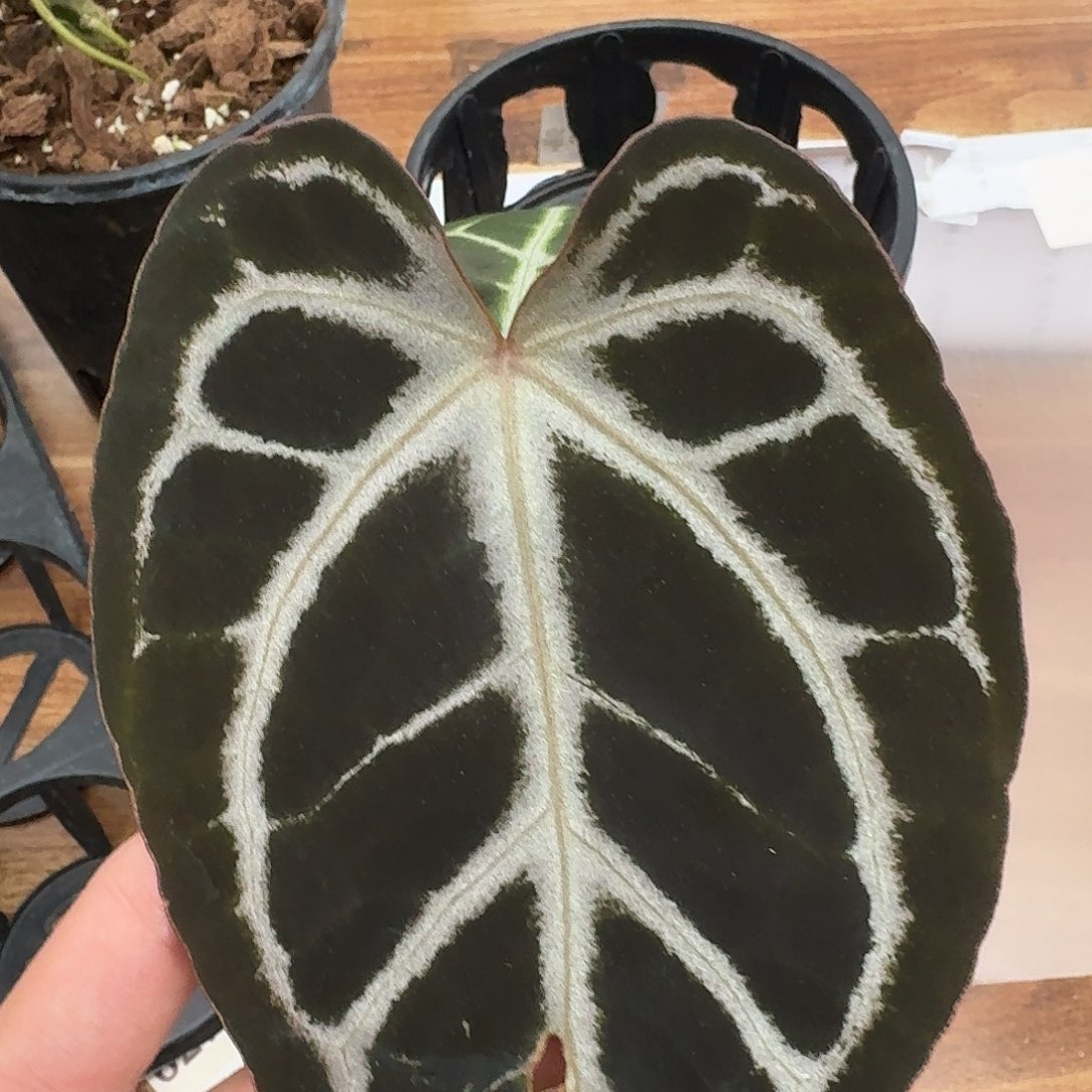 樂***安不开花植物skg紫杂寡妇