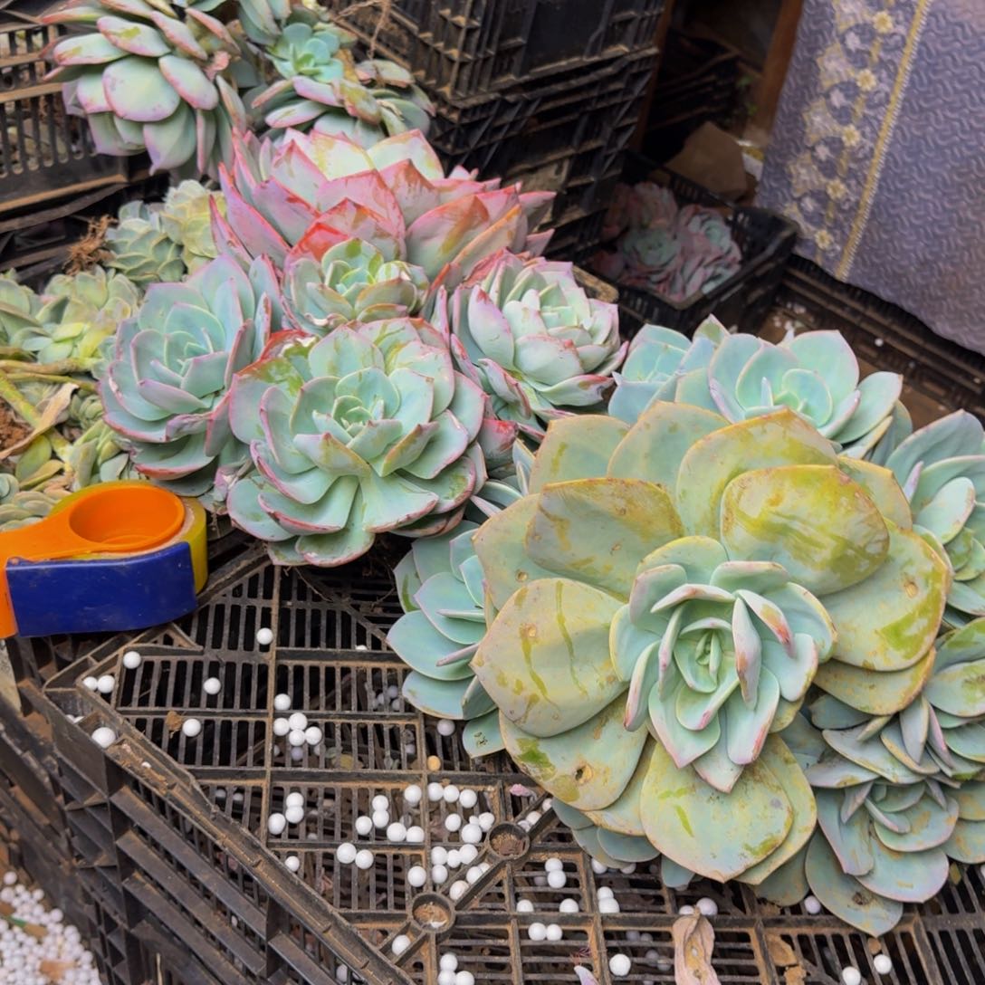 蓝***鸟五颗奥普三颗血凤发血凤物流费自理