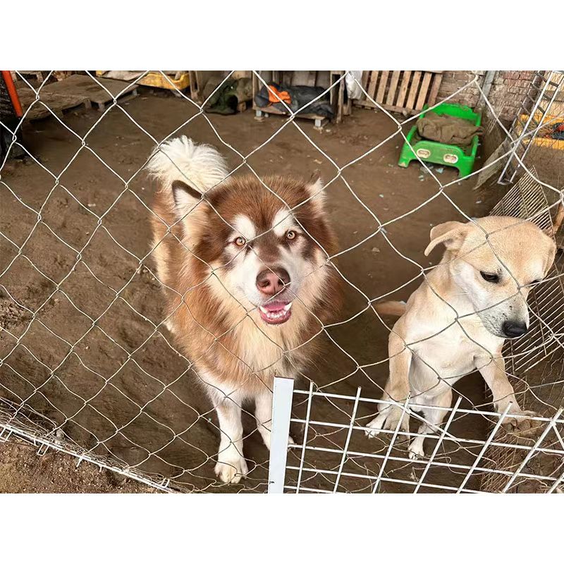 (小院明信片)提升小院生活水平 吃饱 睡好 生活等 狗粮 营养