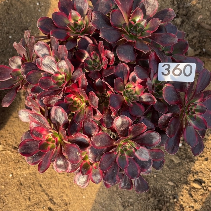 晗***无花朵360多肉植物丽娜