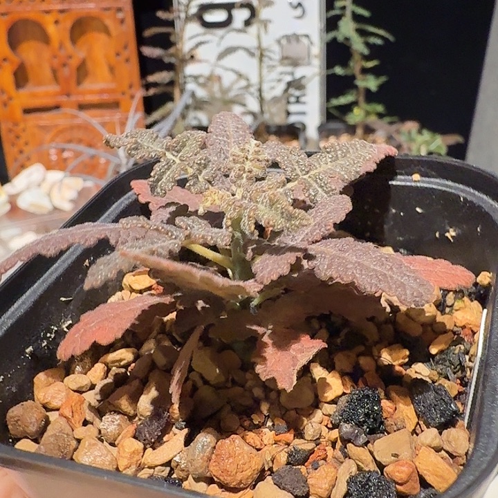 布拉塔乳香橄榄植物一物一拍