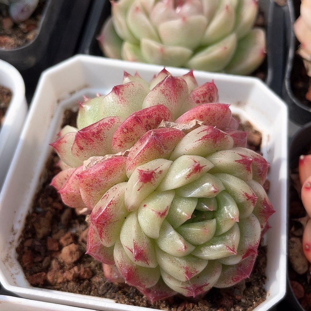 优选麦秆a168福利833